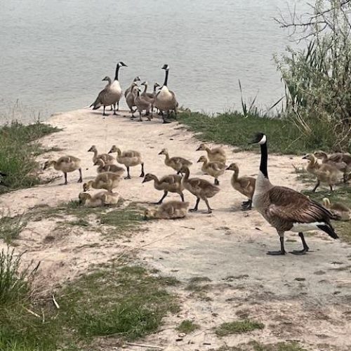A family of geese with fluffy goslings paddling near the lake shore, surrounded by calm water and soft morning light—capturing a peaceful nature moment perfect for gentle unschooling inspiration.
